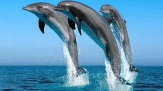 The promise (the dolphin song).mp4