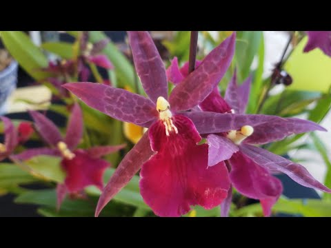 TAMPA ORCHID CLUB SHOW AND SALE. PART ONE.  September 26, 2021