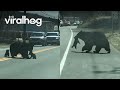 Momma Bear Struggles With Cubs ViralHog