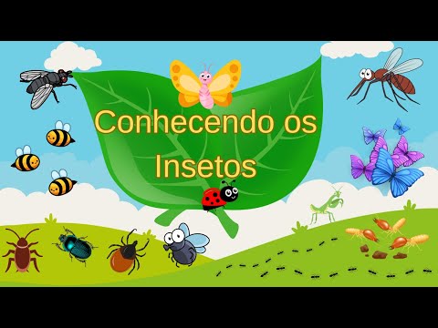 Conhecendo os Insetos - Estimulação Infantil - Vídeo Educativo