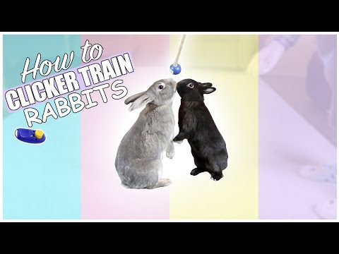 download lagu mp3 mp4 Clicker Training Rabbits, download lagu Clicker Training Rabbits gratis, unduh video klip Clicker Training Rabbits