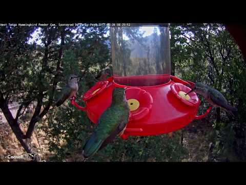 One Spot Left on the West Texas Hummingbird Cam – May 26, 2017