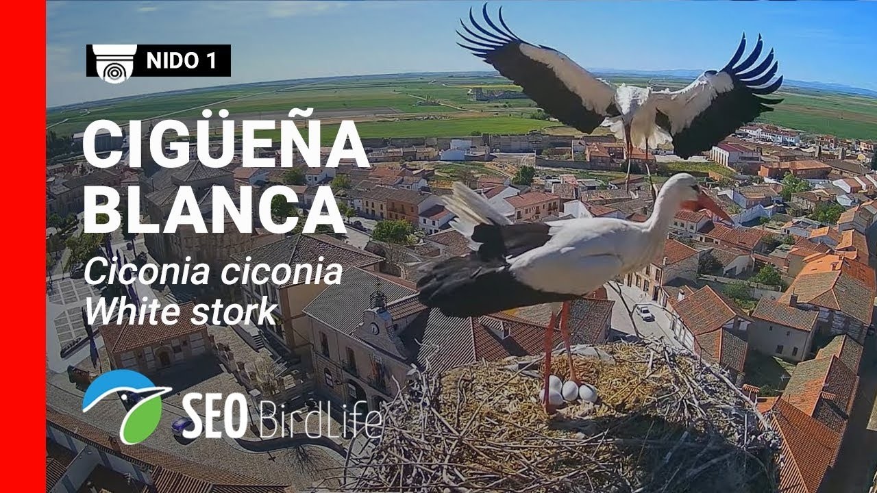 Live webcam view of Nido de cigüeña en la torre mudéjar