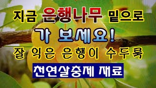 [텃밭농부. 1,232]  지금 은행나무 밑으로 가 보세요. 천연살충제 재료가 많습니다. #은행 #천연살충재