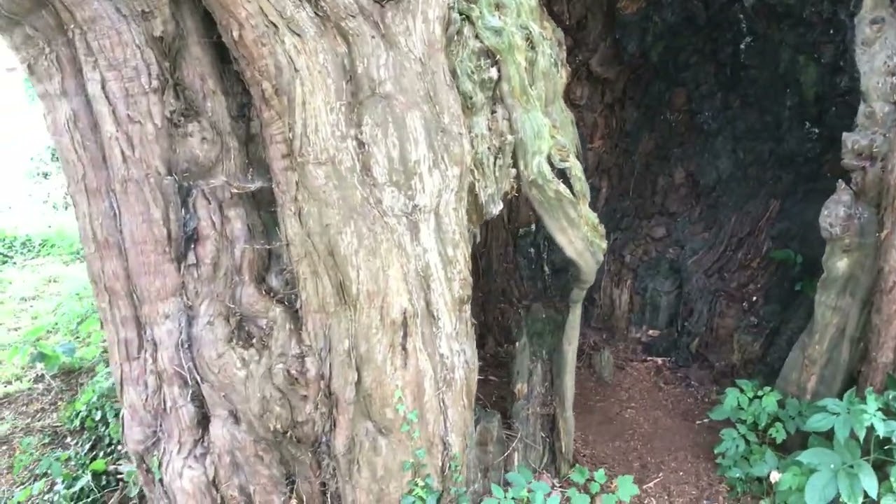 Chilcompton Ancient Yew tree
