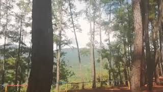 preview picture of video 'TGF12 UHO| Hutan Pinus Sorimbipi'