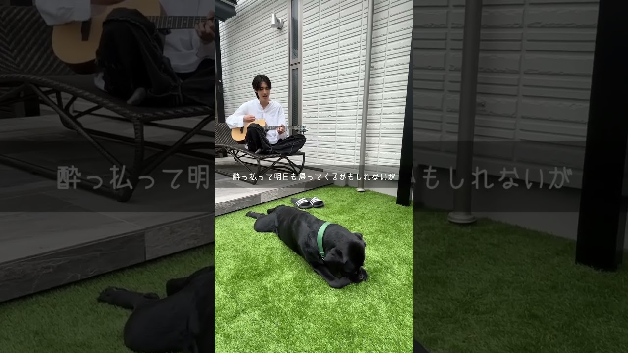 Lady どうか許しておくれ〜〜 #ヤングスキニー #関白宣言 #ギター #近藤利樹 #弾いてみた #弾き語り #アコギ #ukulele #cover #short #shorts