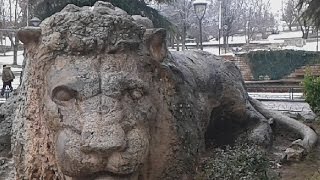 preview picture of video 'Lion sculpté sur pierre à la Suisse du Maroc (IFRANE) - أسد إفران'