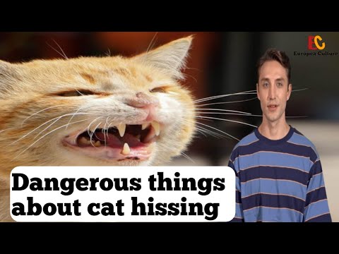 The Weird Reason cats hissing : dangerous things