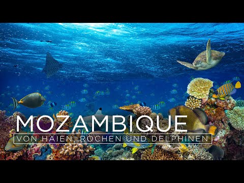 Mozambique - Von Haien, Rochen und Delphinen - Die letzten Paradiese (TV-Dokumentation)