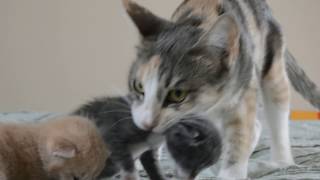 7 kittens just opened their eyes! mom cat moves babies back to the nest.