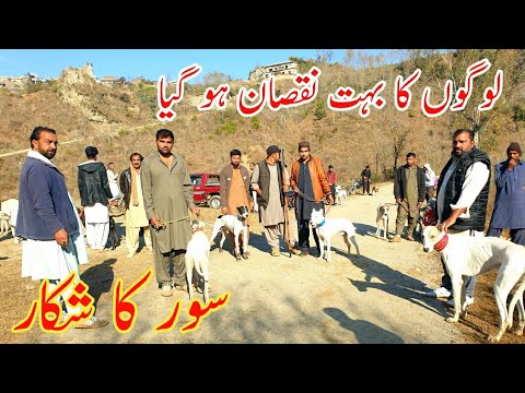Dog 🐕 Hunting,Soor ka shikar Hog    Hunting, Boar Hunting with Dogs in Samahni Azad Kashmir