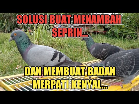 🔴Solusi Merpati yang kurus..!!#merpati #pigeon #merpatikolong #merpatijablay
