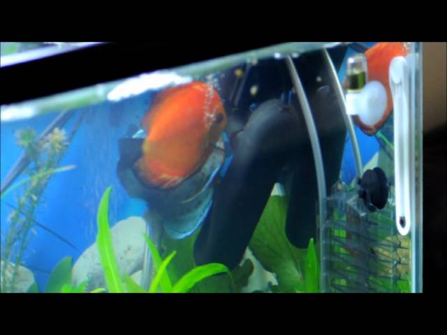 Breeding discus fish in a planted aquarium