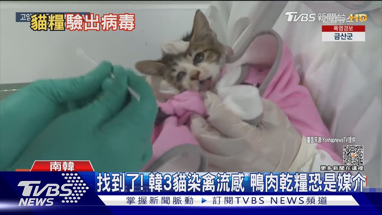 抓到了！南韓3貓染禽流感　竟在乾糧「驗出抗原」