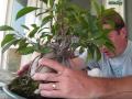 How to turn a Ginseng Ficus into a real Bonsai Tree ...