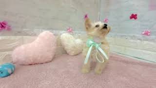 ハーフ犬の動画01