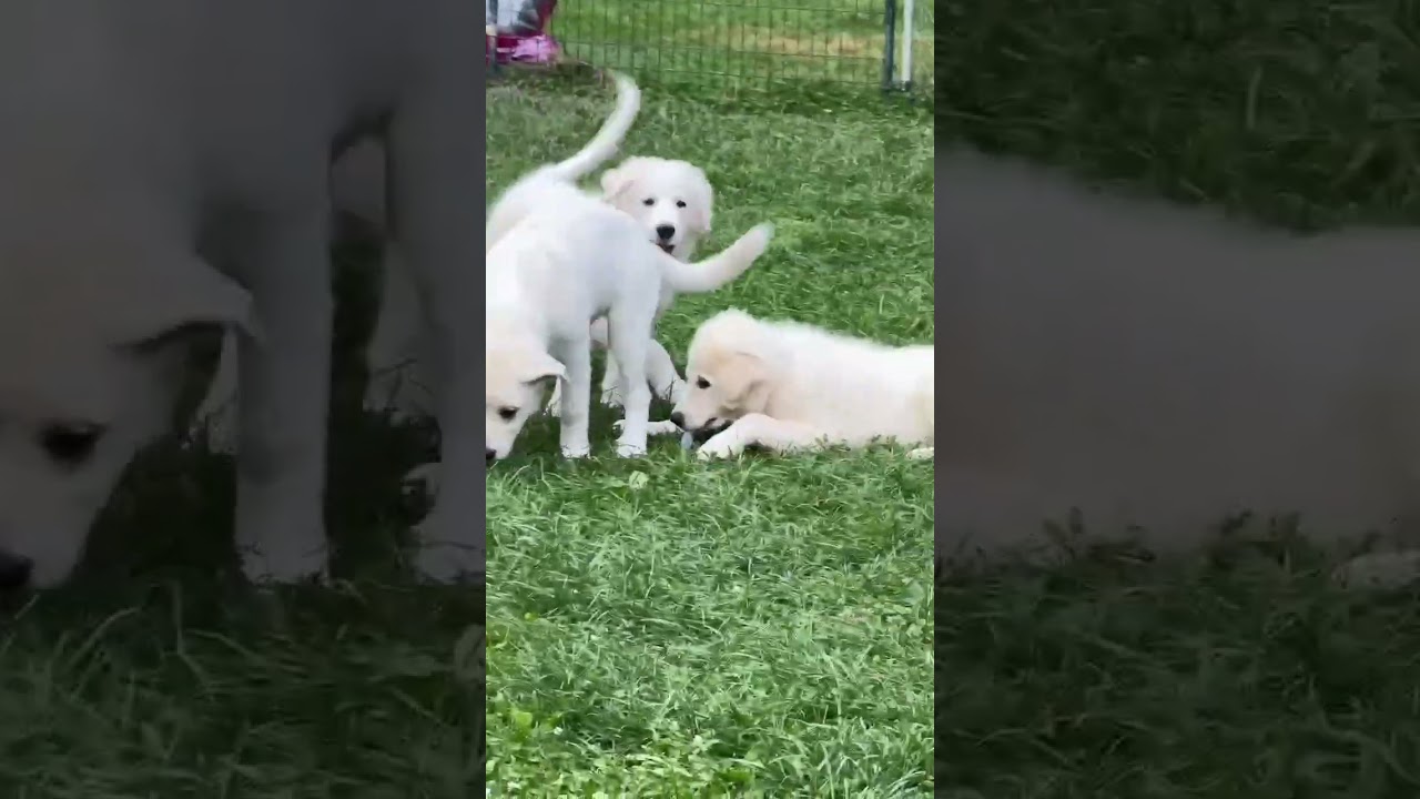 Enlarge Olaf in OH - A Quiet Charmer, an adopted Great Pyrenees in Bellevue, OH video 4/4