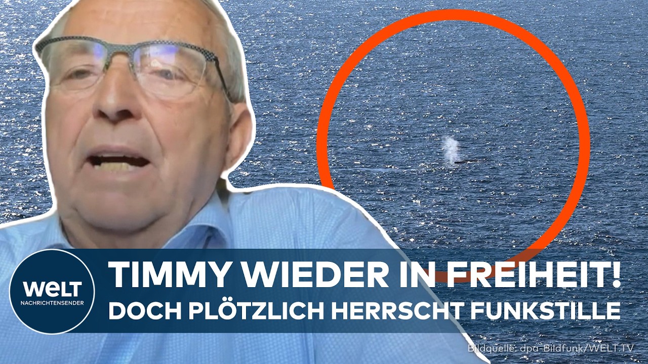 WAL-WUNDER: Timmy schwimmt wieder frei – doch Streit um Daten wirft neue Fragen auf