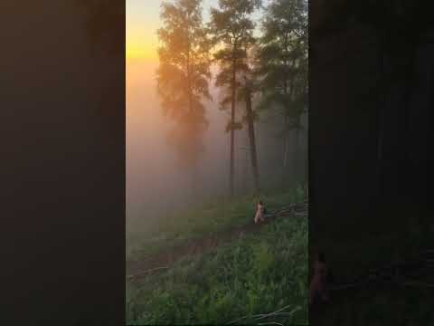 Free AI-generated footage! Realistic Forest Wanderer at Sunrise