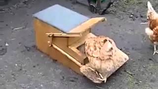 Feeder for chickens a brilliant invention