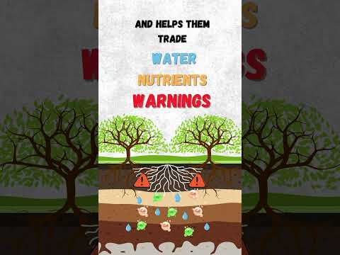 Mycorrhizal Fungi: The Plantβs Underground BFFs