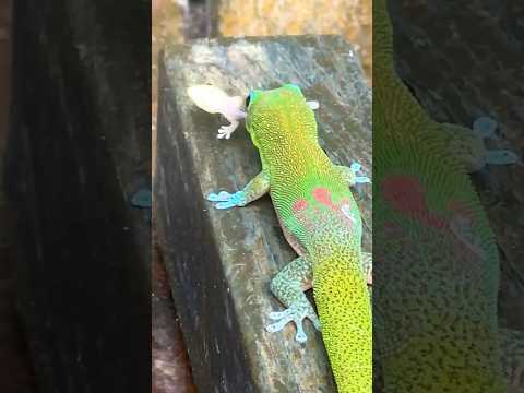 Baby Gecko Eaten by Mama!😳🦎