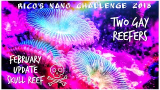 Rico’s Nano Challenge 2018 - Skull Reef February - Rico’s Aquariums