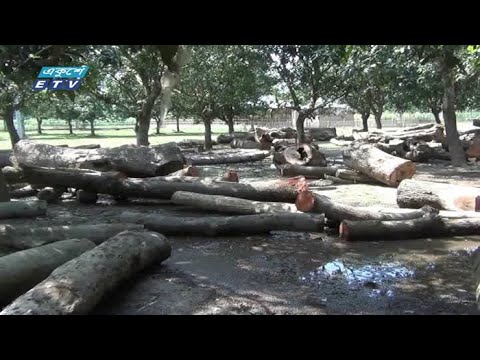 দিনাজপুরে টেন্ডারবিহীন গাছ কাটার অভিযোগ