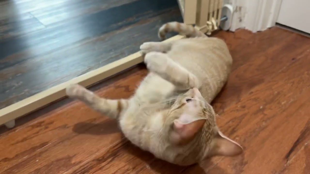 Enlarge Cheeto, a Adoptable Domestic Short Hair in Beaufort, SC video 6/6