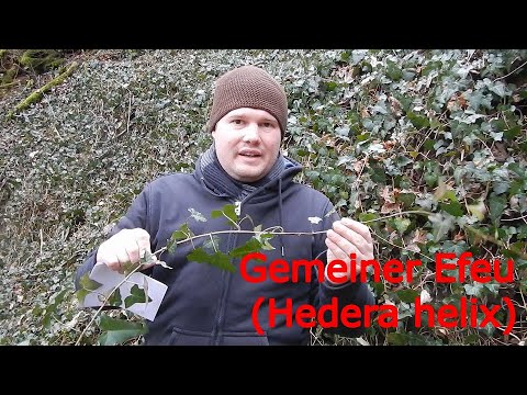 Kleines Waldlexikon (7) - Gemeiner Efeu (Hedera helix)