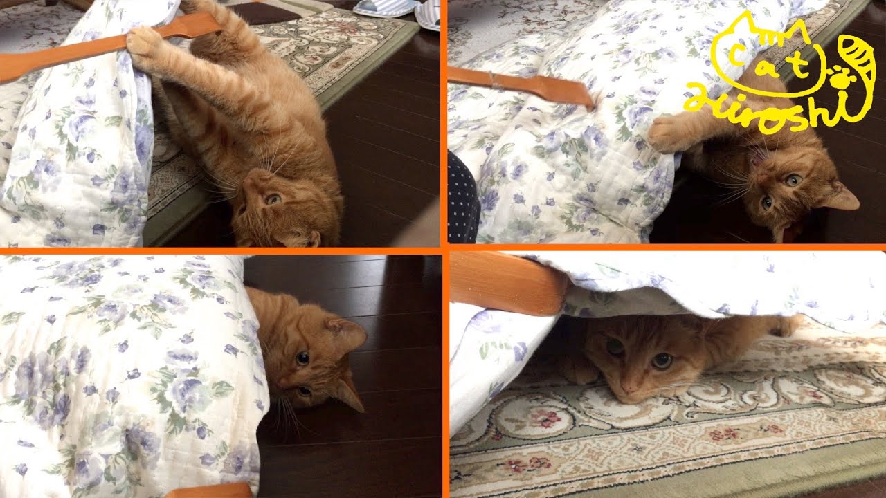 茶トラ猫「ひろし」孫の手VS茶トラの手！00:45クッションの下から狙ってる？