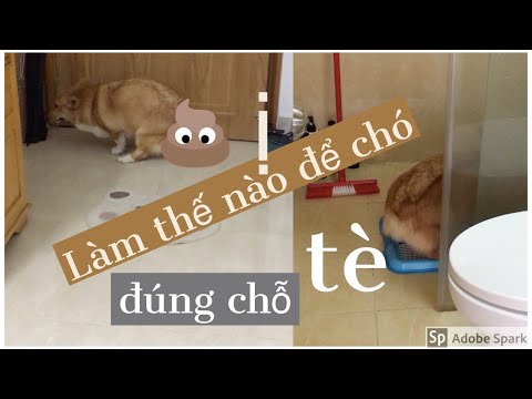 HƯỚNG DẪN CHÓ ĐI VỆ SINH ĐÚNG CHỖ