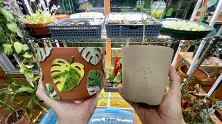식물 화분 선물 언박싱 및 한밤의 분갈이 #96
