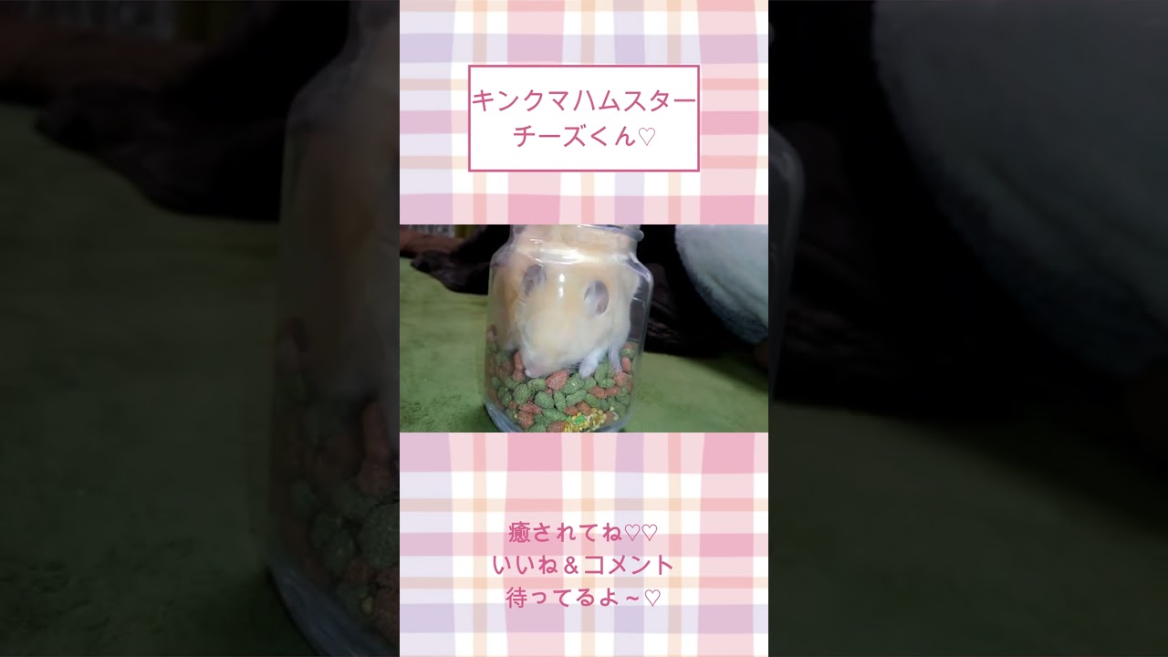 ビン詰めチーズくん可愛すぎ【懐きすぎハムスター】ハムスター可愛い癒し #shorts
