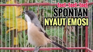 Download lagu SUARA CENDET GACOR TOET TOET || Hanya Sekali Putar Spontan Bikin Cendet Lain Nyaut Emosi mp3