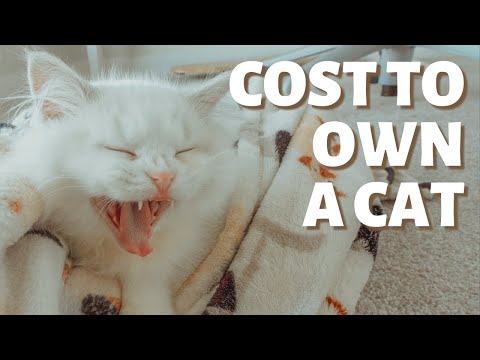 How Much Does It Cost to Own a Cat | Cost of Cat Ownership