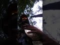 Wrestling Corner With A BBW Champion Crazy Jer