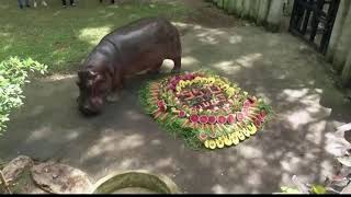 Oldest hippo in Thailand turns 55-years-old | Hippo Celebrates birthday with Cake|Animal Birthday