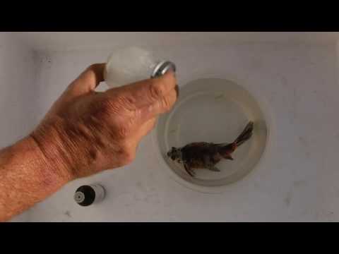 YouTube video about: How to euthanize a betta fish without clove oil?