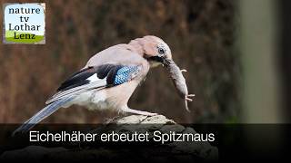 Eichelhäher jagt Spitzmaus