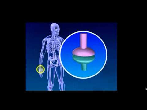 BTEC Anatomy & Physiology: Week 2: Joints