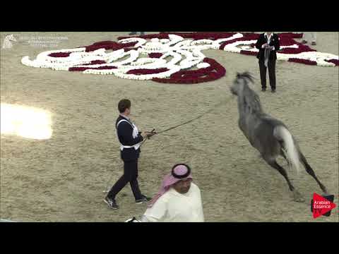 240 LARANDO Sharjah International 2018