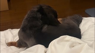 ネルくんとパパのちょこっとライブ🐶 | 作業や勉強、睡眠のおともに | 犬のいる暮らし