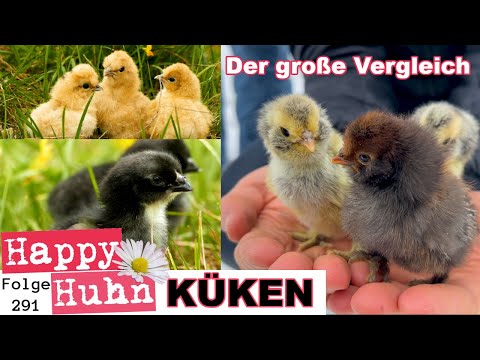 Das große KÜKEN-SPEZIAL mit 20 verschiedenen Hühnerrassen im Vergleich zu den Küken! HAPPY HUHN E291