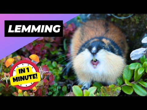 Lemming 🐹 The Unexpected Fury Of These Tiny Creatures | 1 Minute Animals