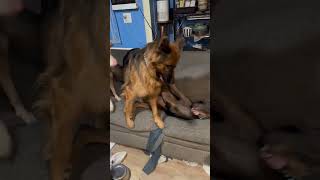 Video preview image #1 Doberman Pinscher Puppy For Sale in Buffalo, MN, USA