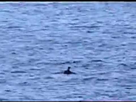 download lagu mp3 mp4 Lbmu, download lagu Lbmu gratis, unduh video klip Lbmu