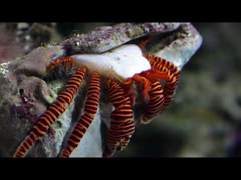 Blue Zoo Interactive Aquarium Halloween Hermit Crab