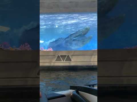 MOSASAUR TANK #jurassicworld #jurassicpark #universalstudios #mosasaurus #prehistoric #sharks #dino